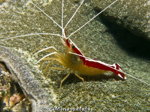 just one shrimp by Mariano Mañas 